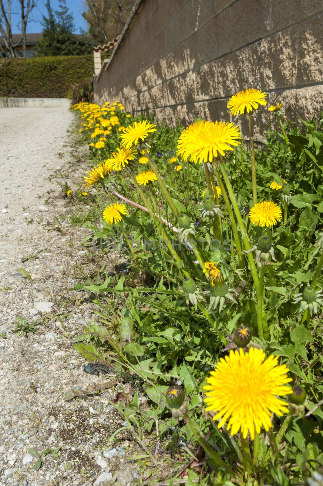 Dandelions growing beside a gravel track by Bateleur