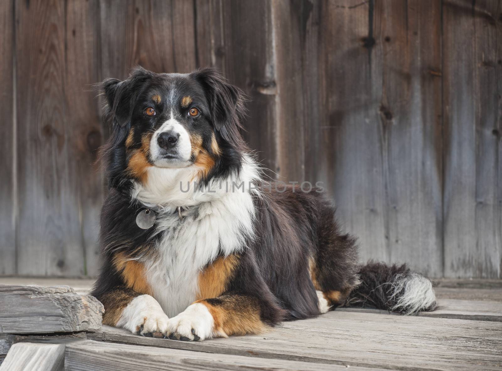 A border collie lying on a wooden step, waiting for her owner to by Bateleur