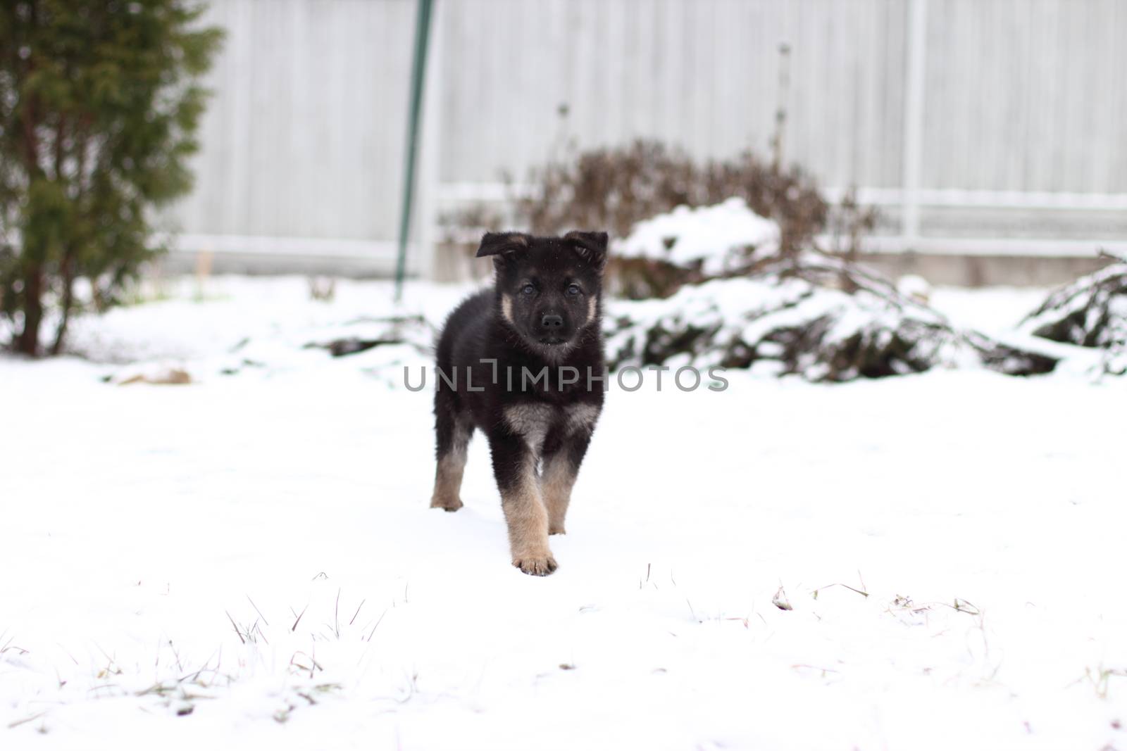 German shepherd puppy in winter with snow