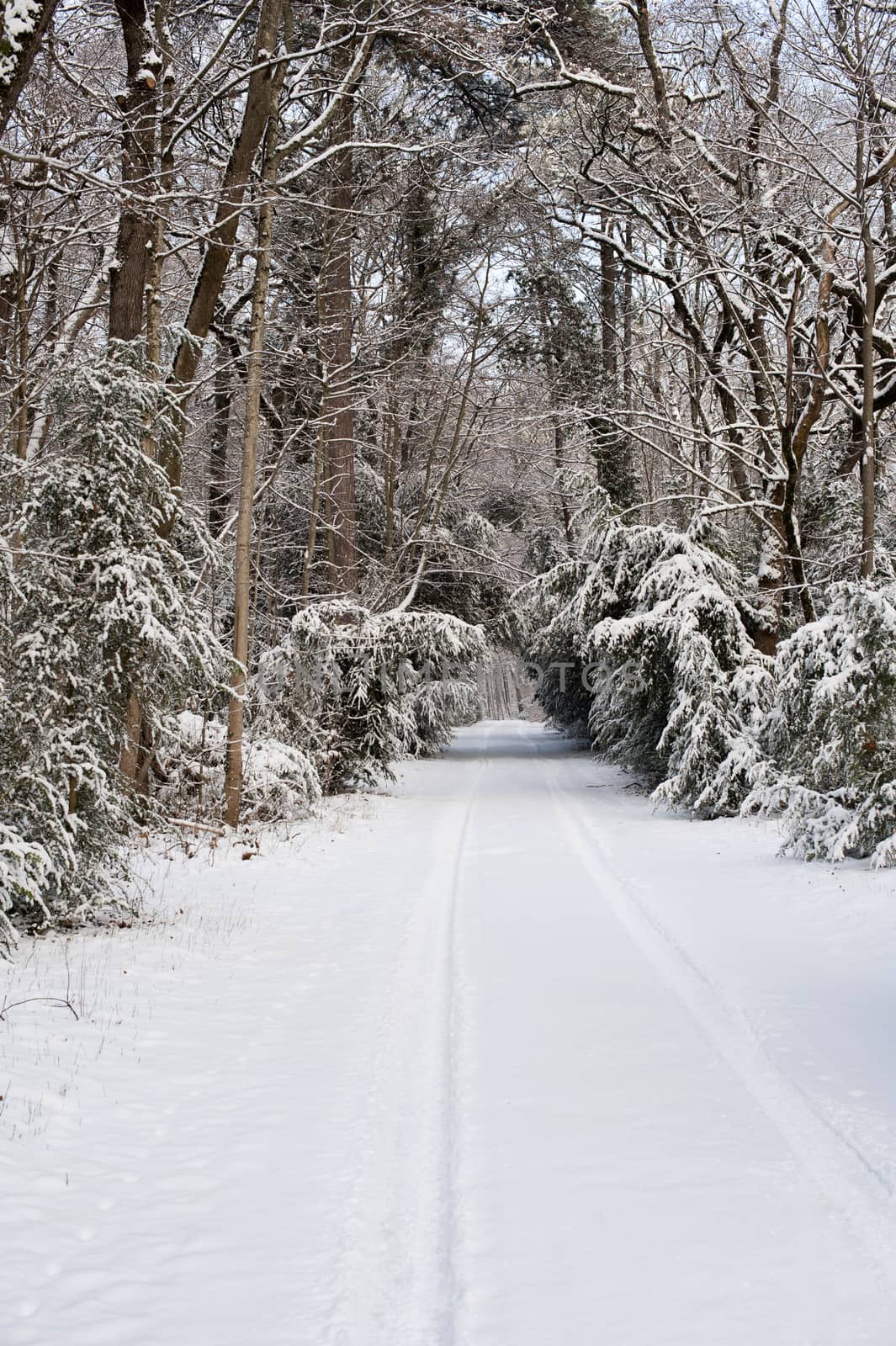 Snow-covered road by Bateleur