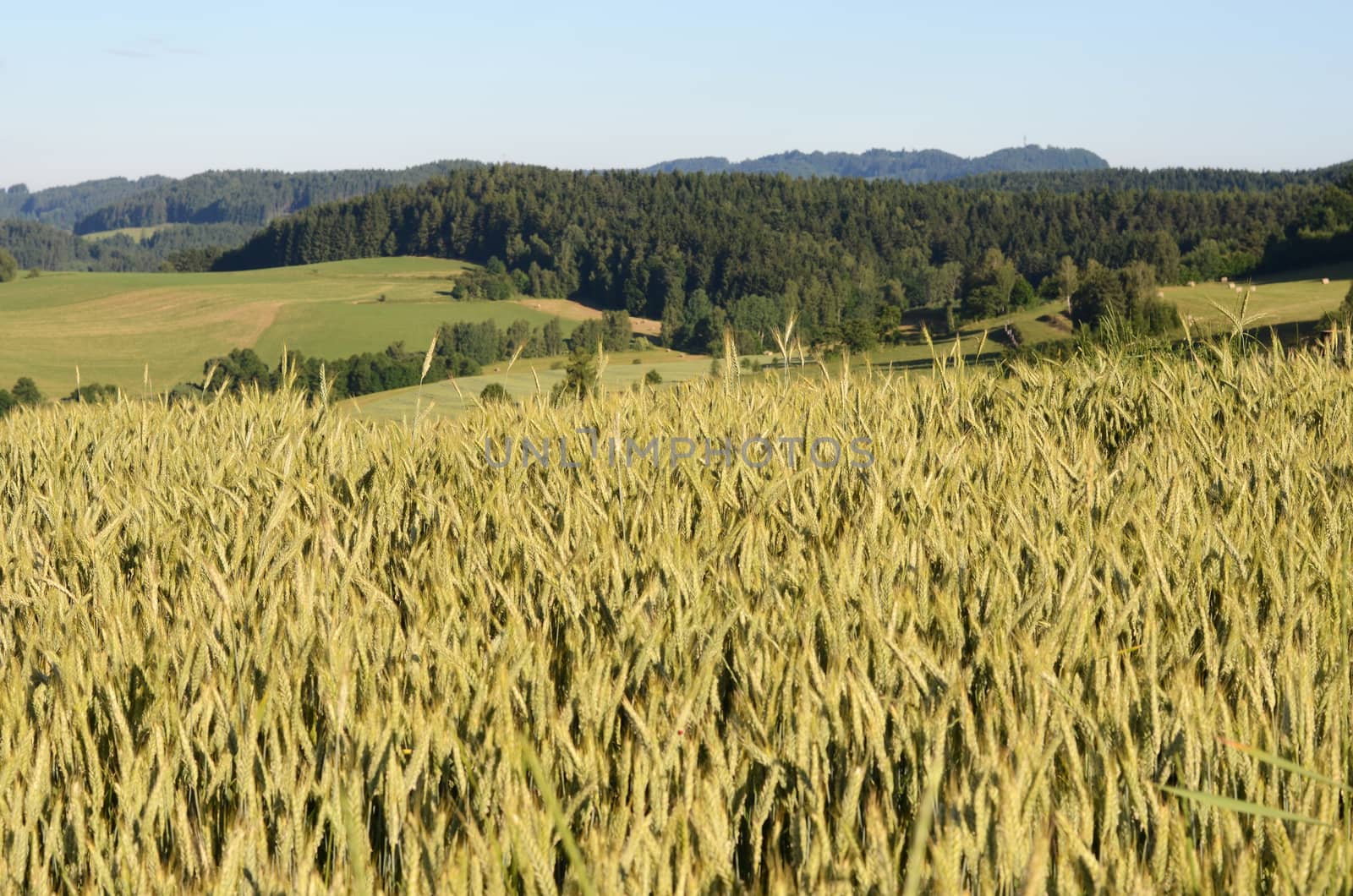 grain field  by sarkao