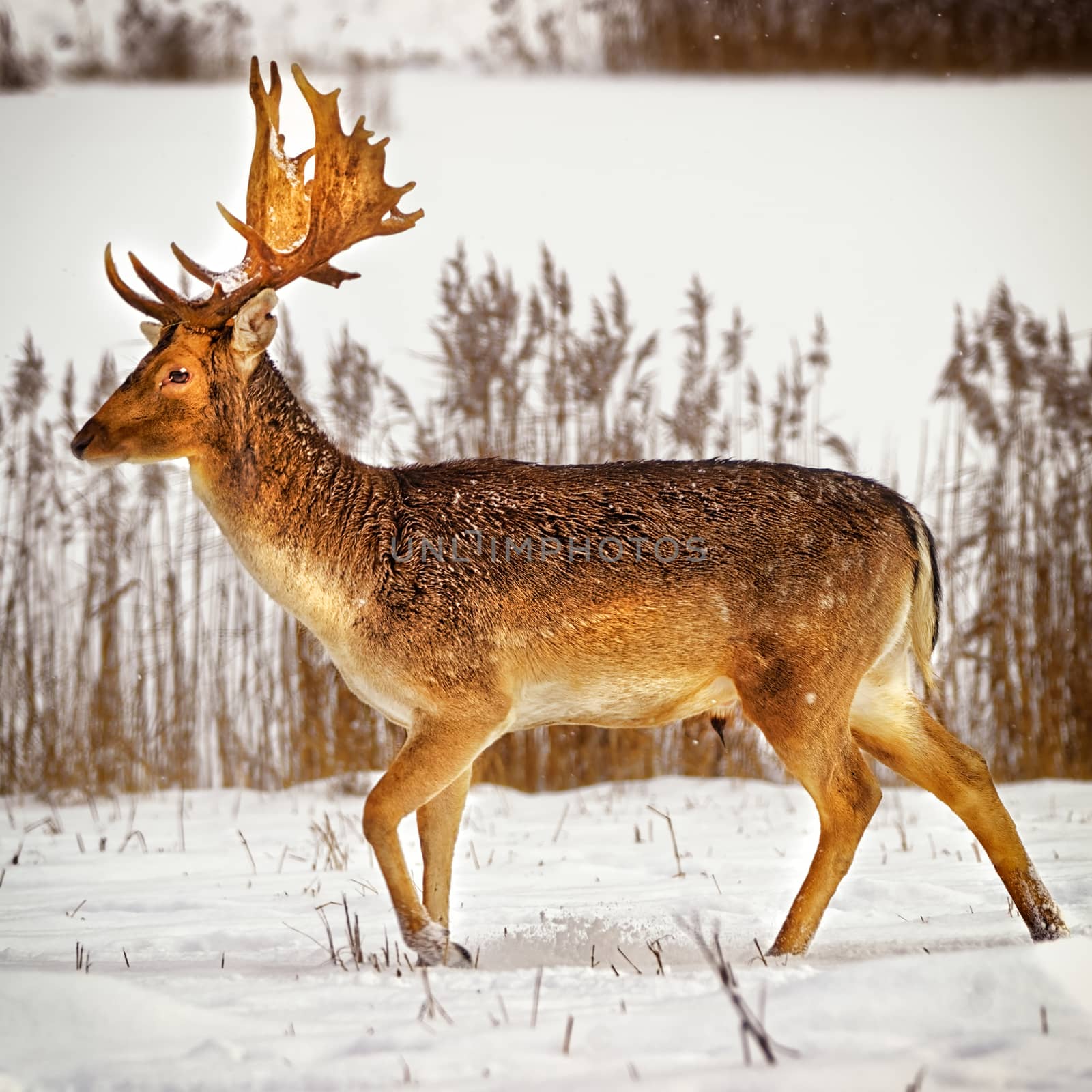 Fallow deer male in winter snow field