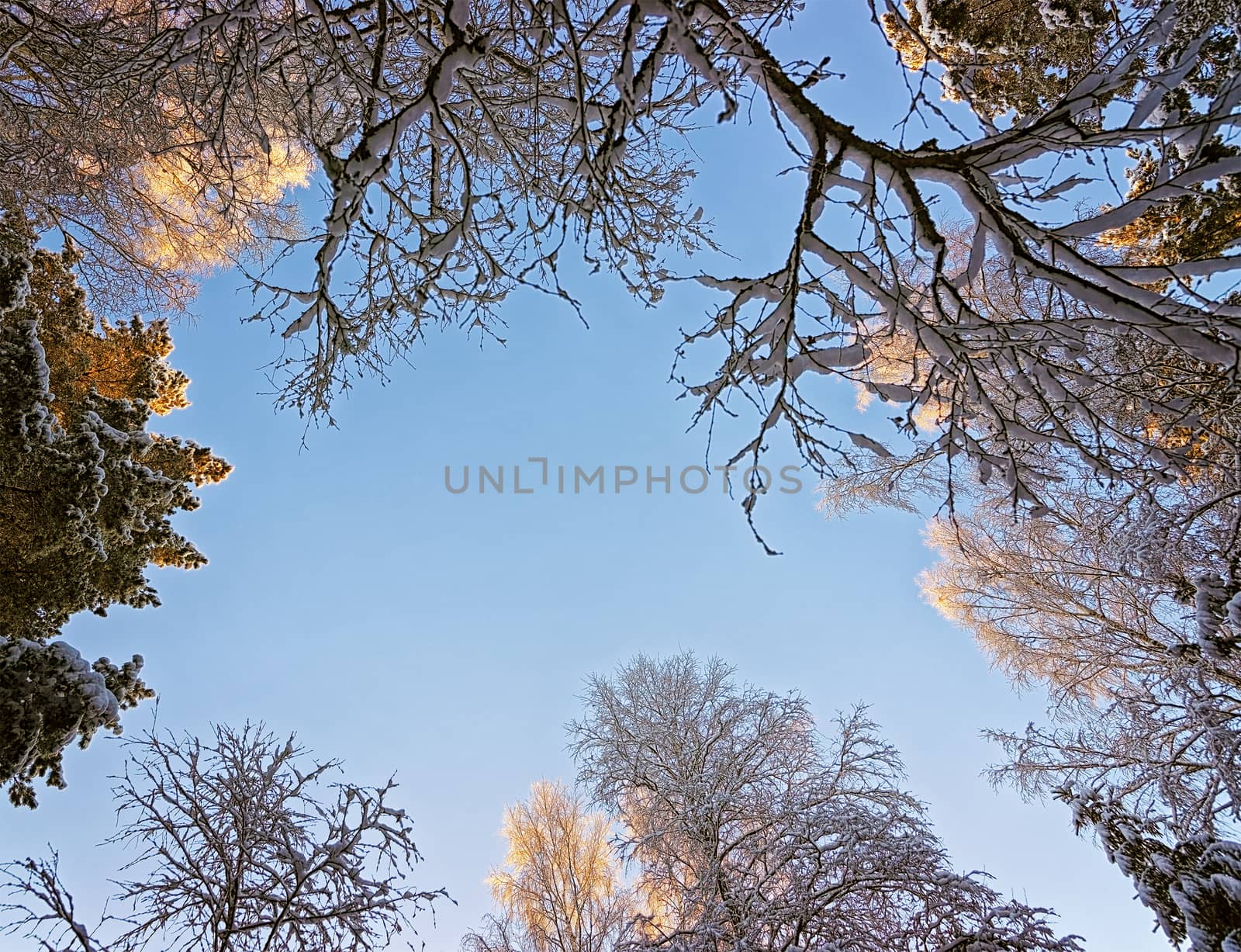 Winter frosty morning sky view through the tree top