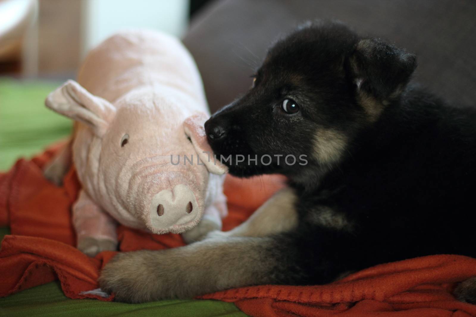 German shepherd puppy in winter with snow