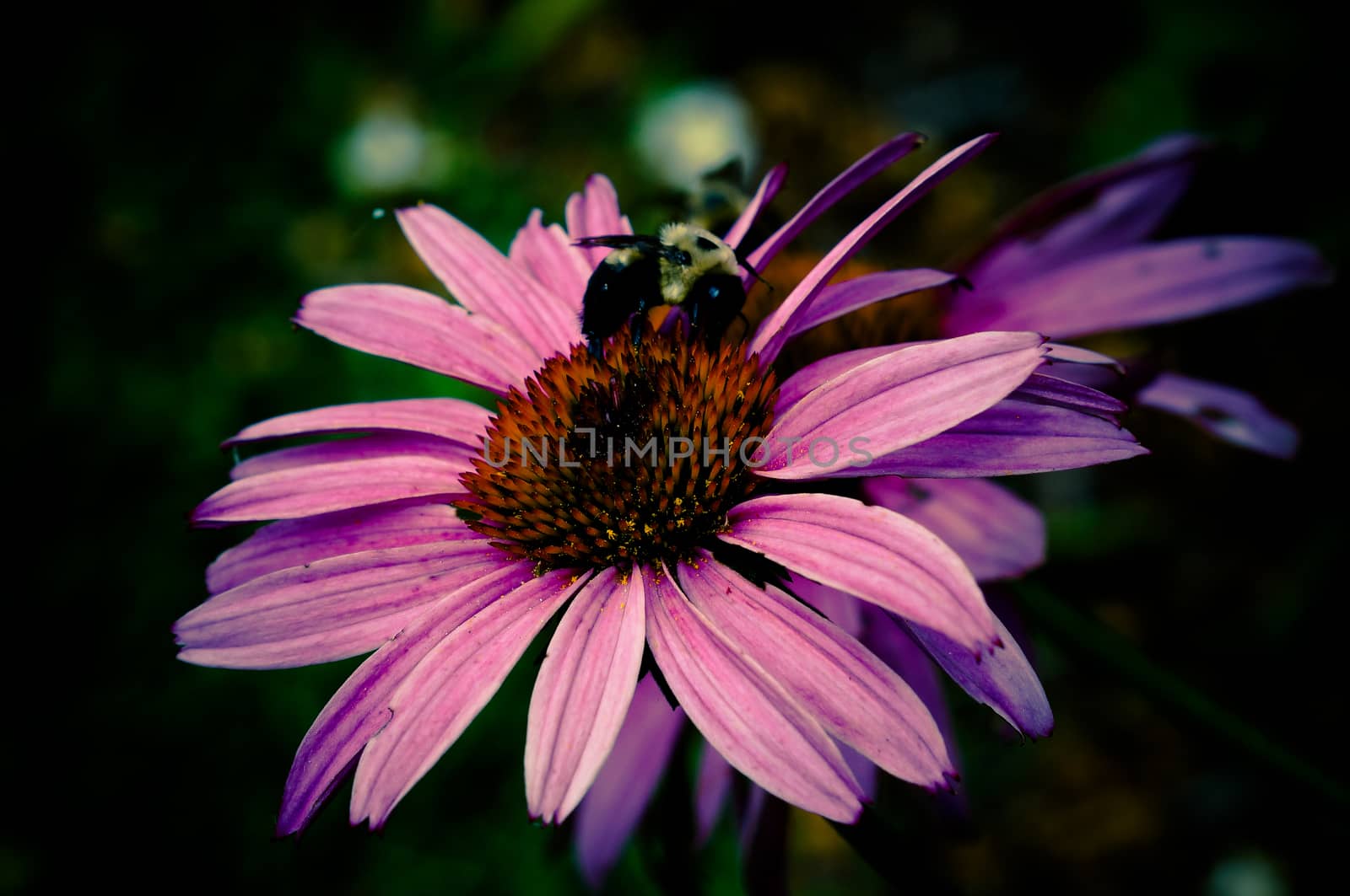 Bumblebee on pink summer flower bloom