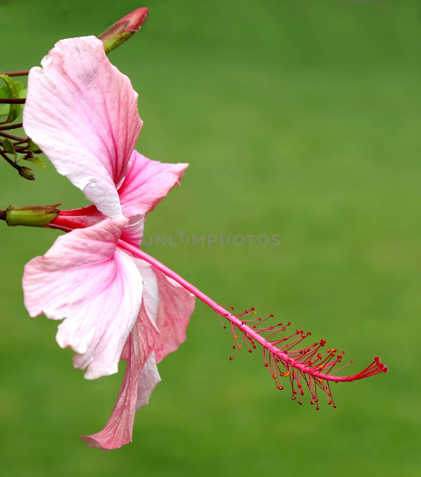 Pink Hibiscus Bloom by fouroaks