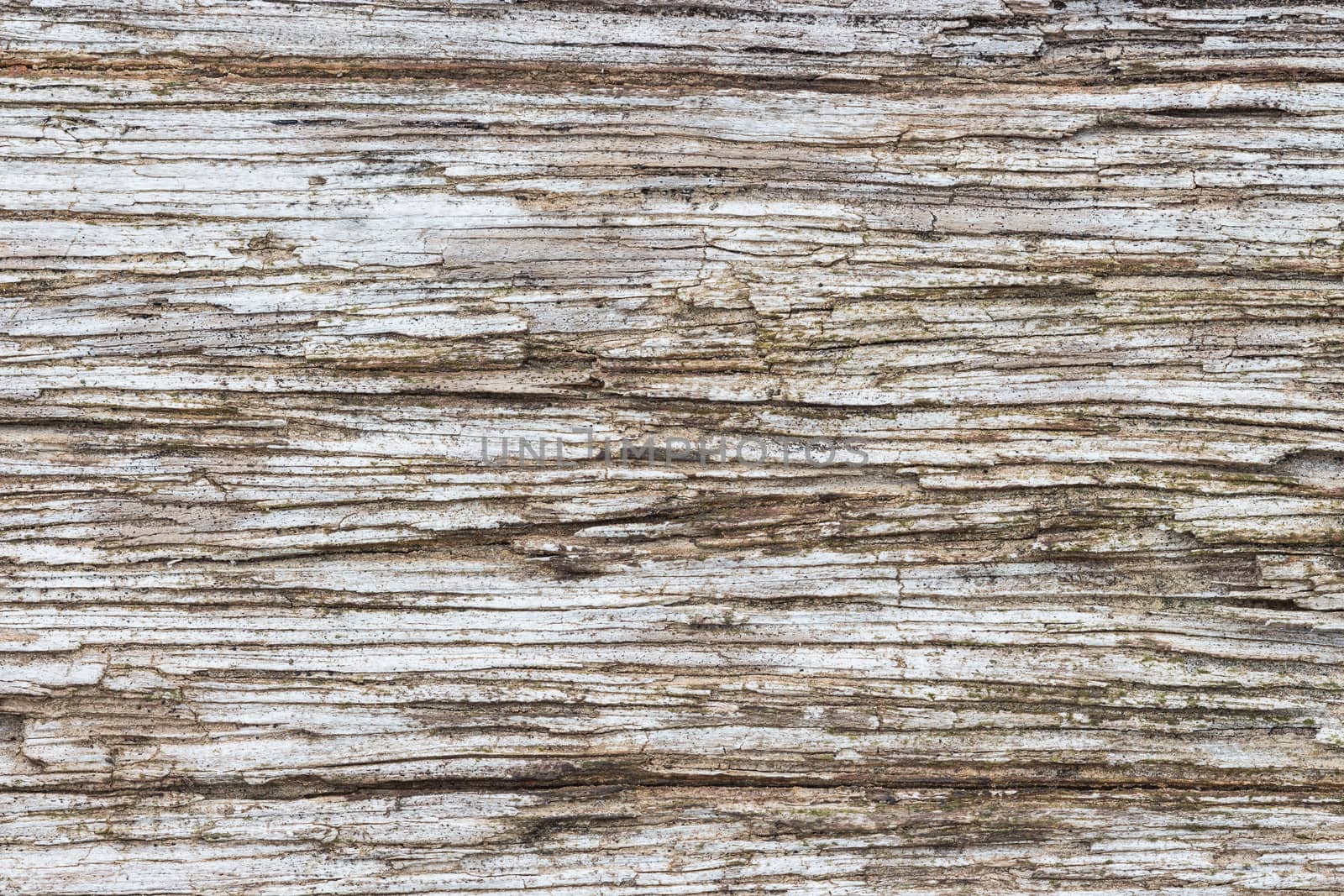close up old wood texture by blackzheep