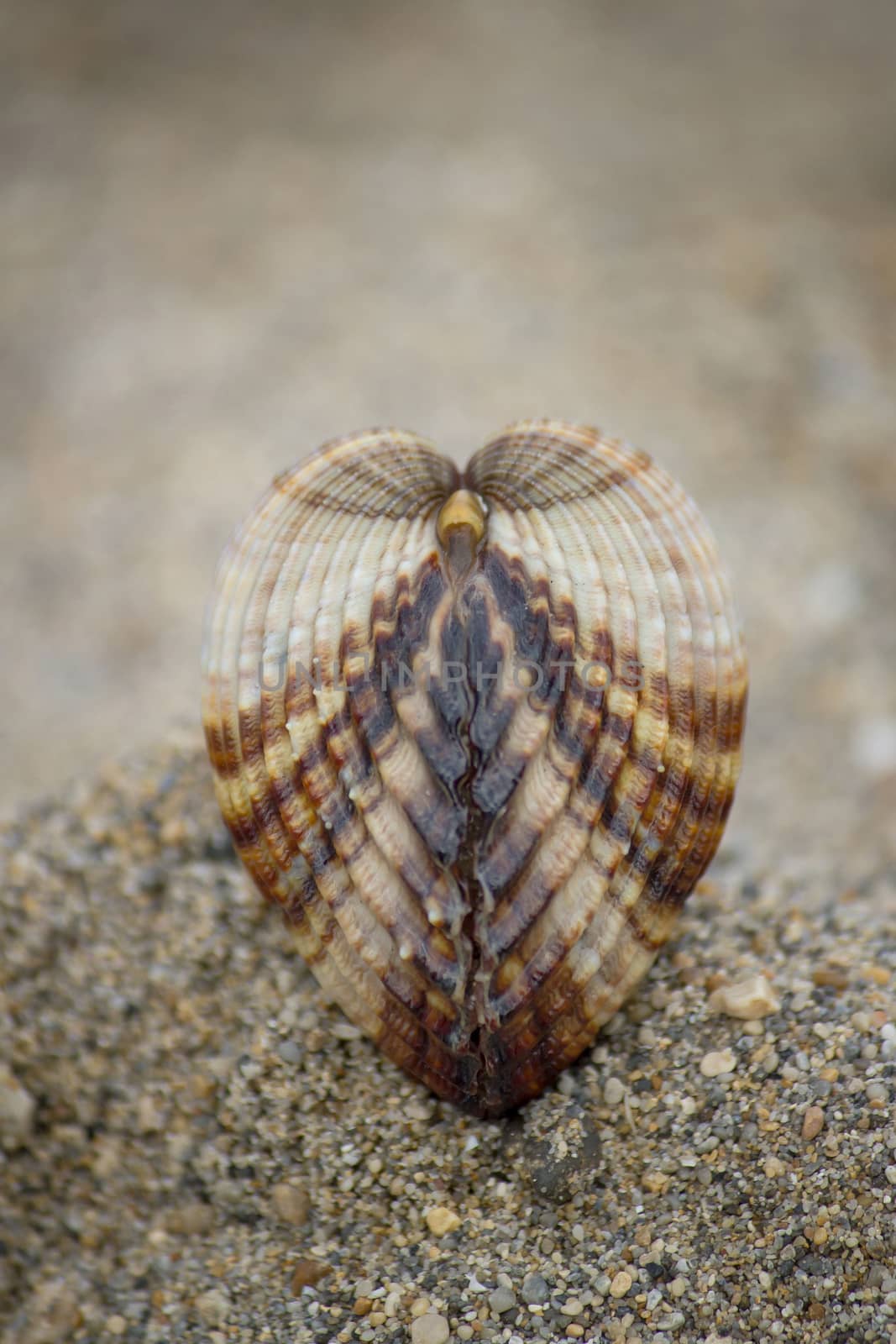 Seashell on brown beach sand background by xbrchx