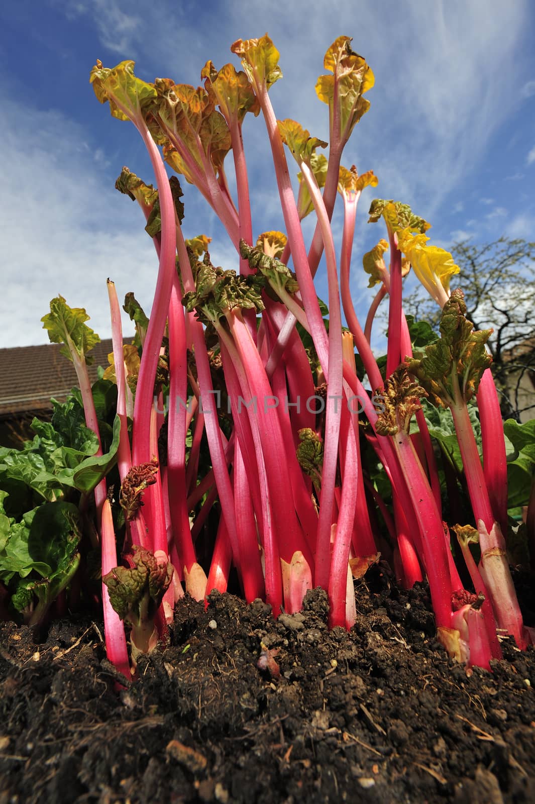 Forced rhubarb by Bateleur