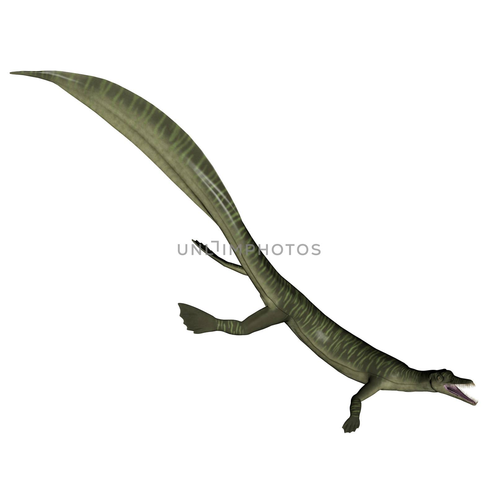 Mesosaurus dinosaur in white background- 3D render