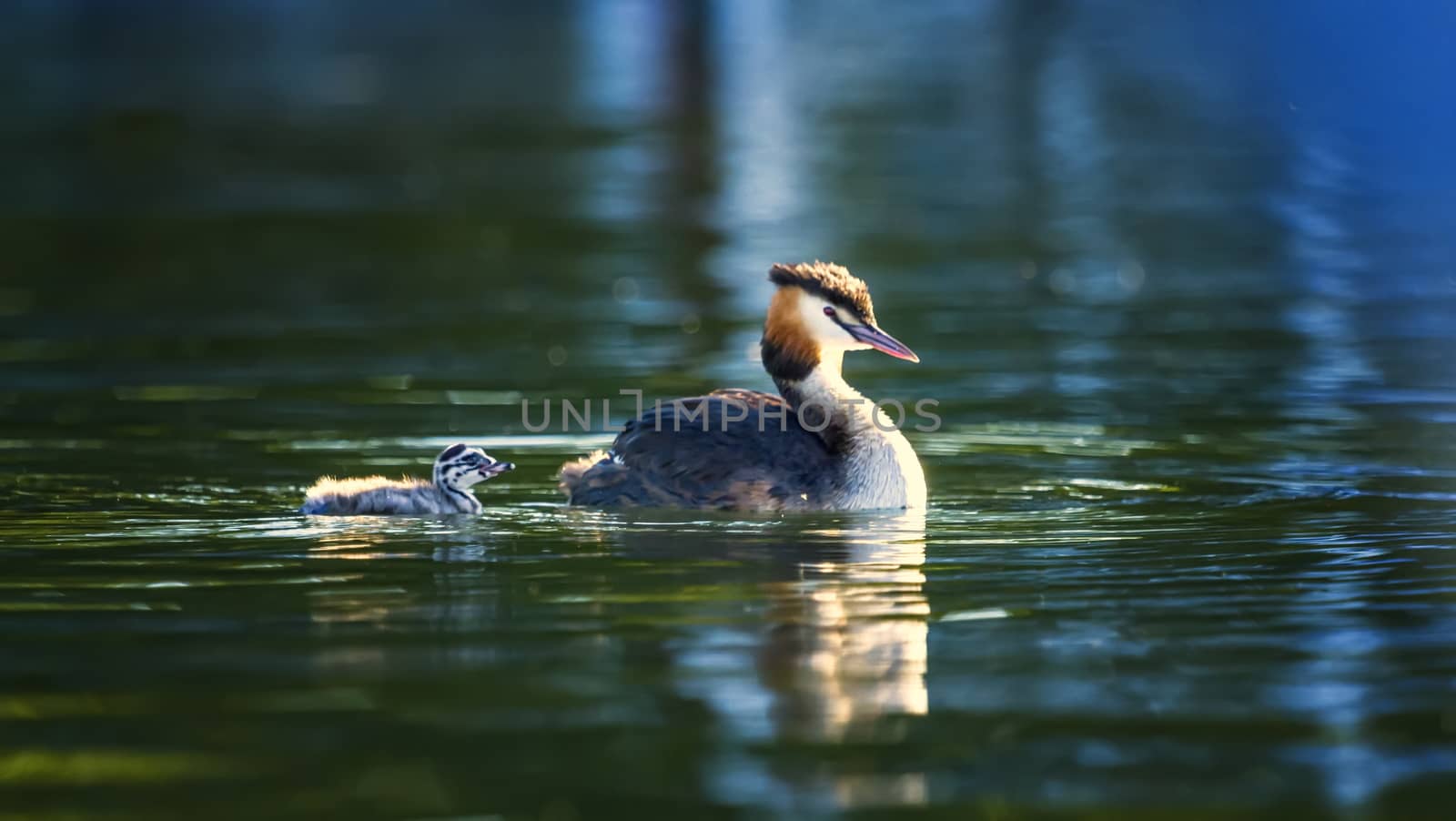 Crested grebe, podiceps cristatus, duck and baby by Elenaphotos21