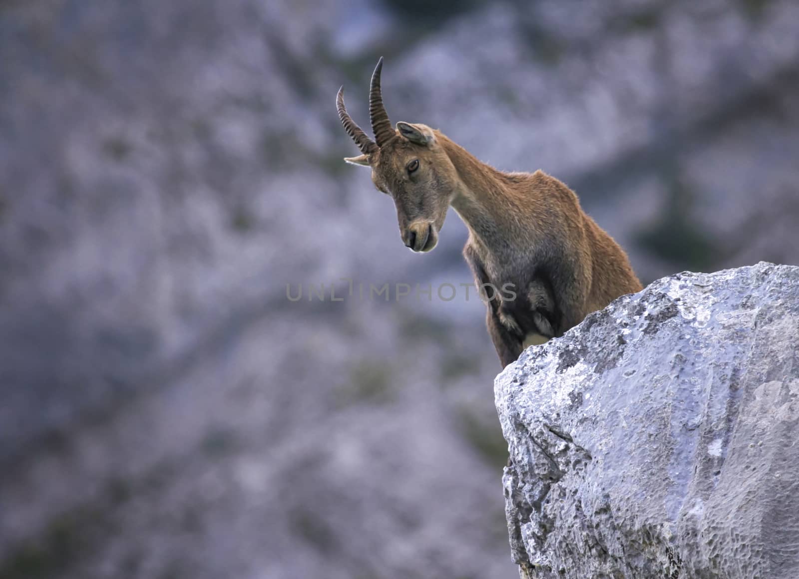 Female wild alpine ibex, capra ibex, or steinbock standing upon a rock in Alps mountain, France