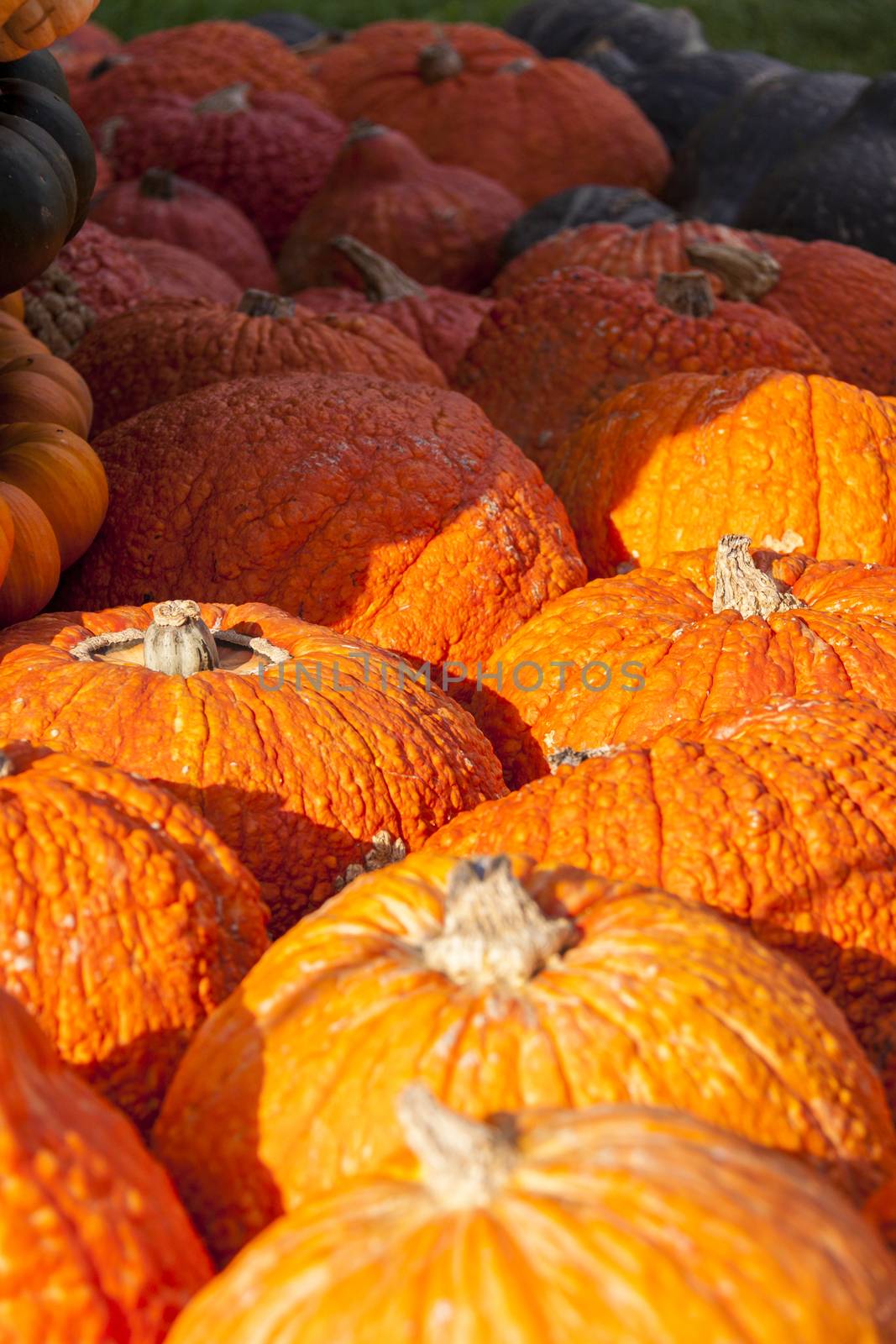 Halloween big Halloween cucurbita pumpkin pumpkins from autumn harvest on a market