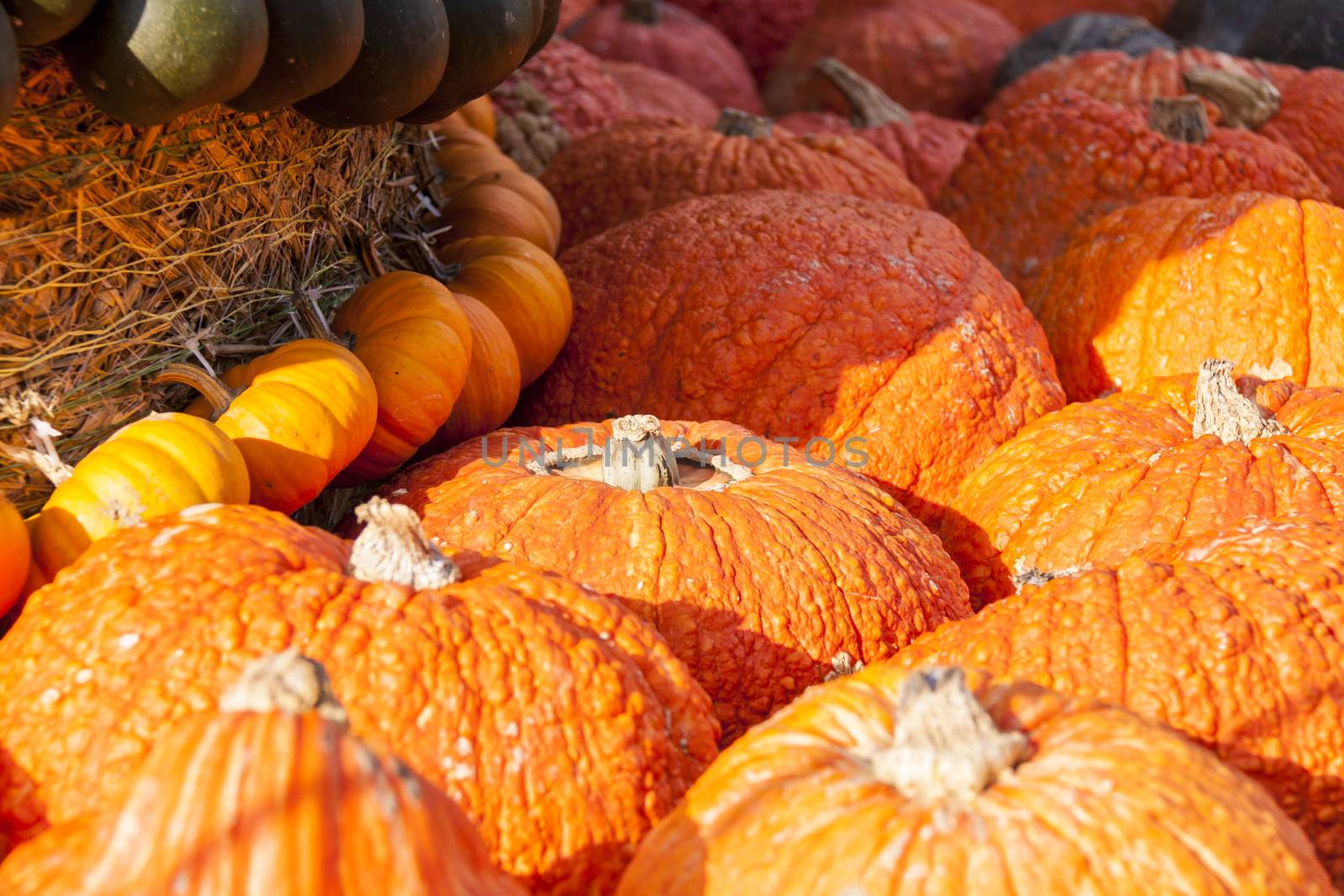 Halloween big Halloween cucurbita pumpkin pumpkins from autumn harvest on a market