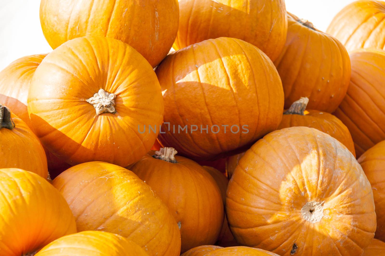 Halloween big Halloween cucurbita pumpkin pumpkins from autumn harvest on a market