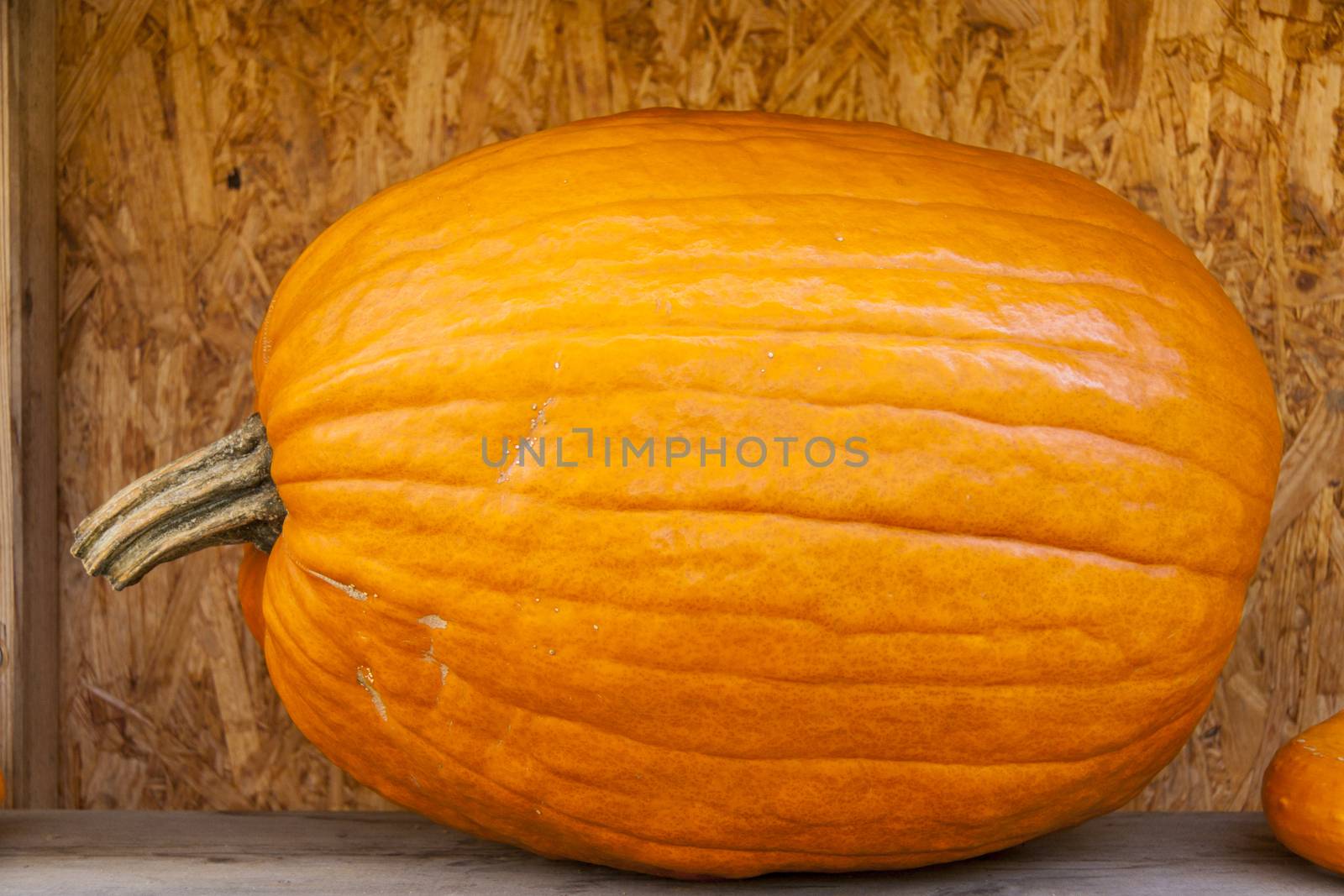 Halloween big Halloween cucurbita pumpkin pumpkins from autumn h by juniart