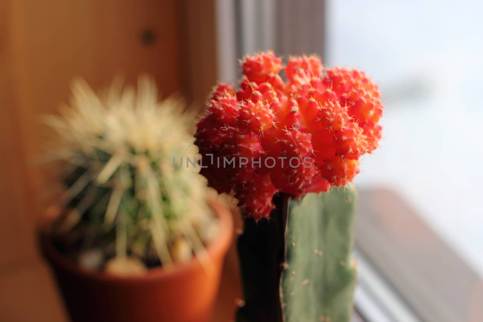 Cactus with red cap on the windowsill in a clay pot