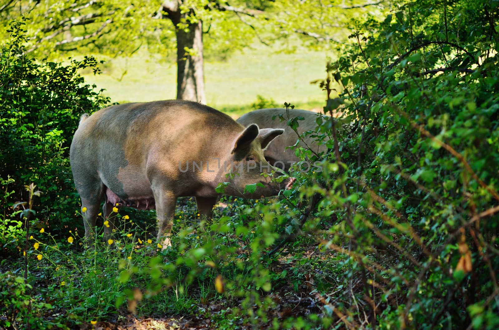 Pig in the thicket green bushes. Mountain forest, Italy