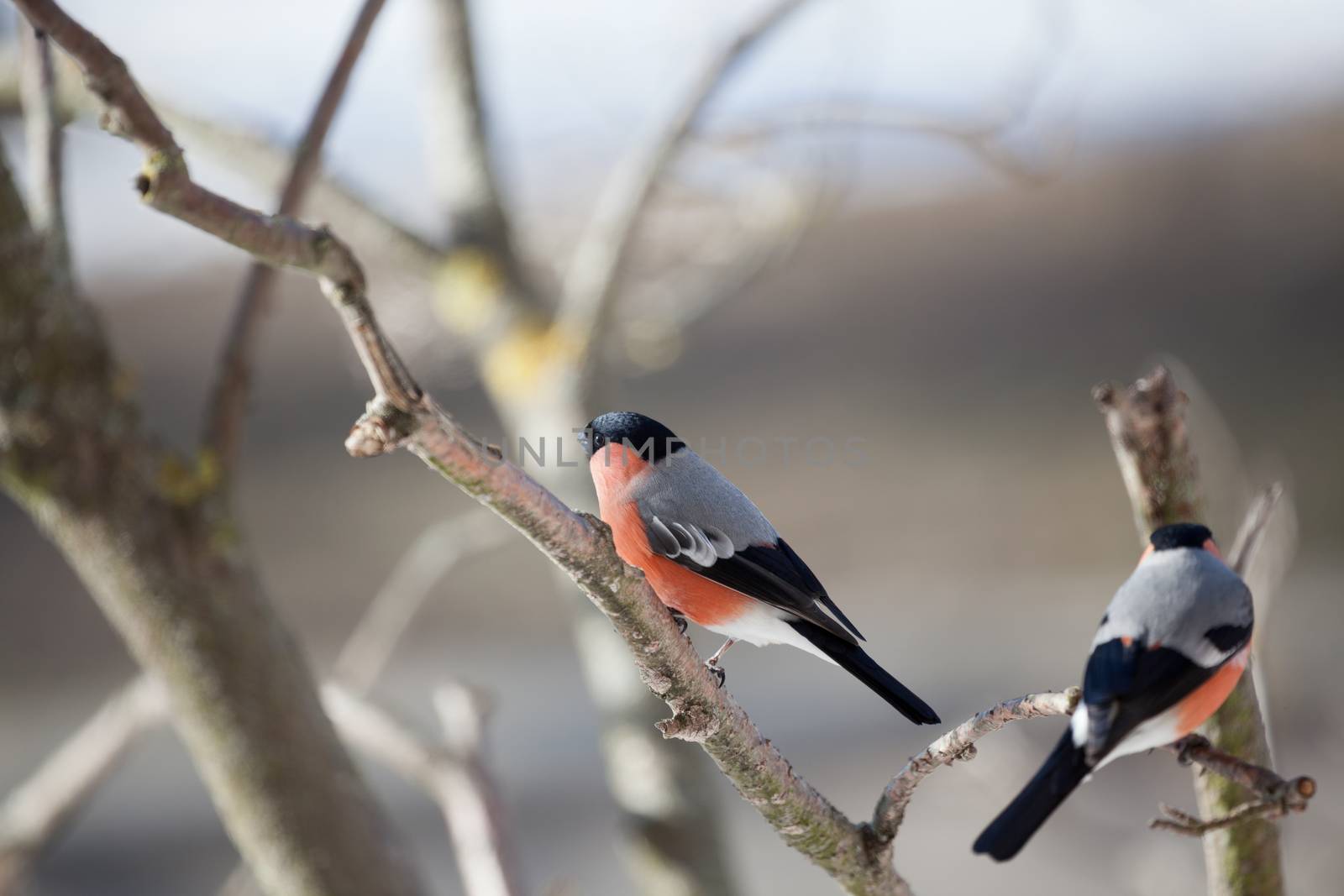 Bullfinch in winter day by fotooxotnik