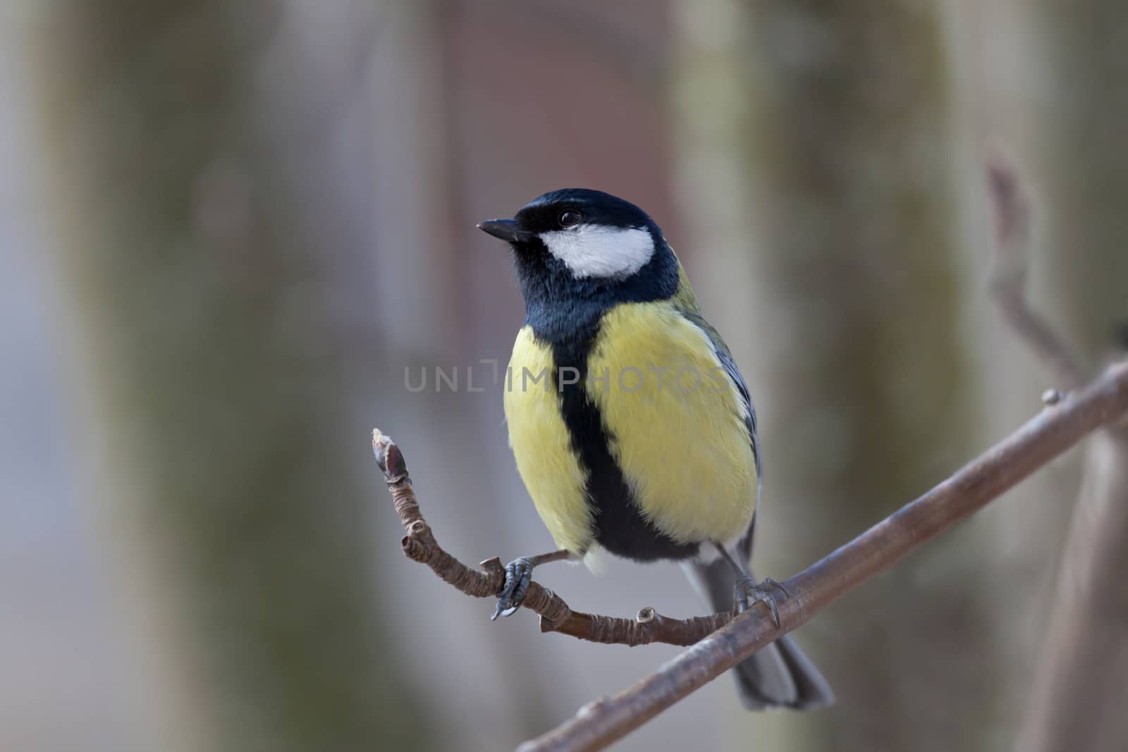 The big titmouse sits on a tree branch in winter day