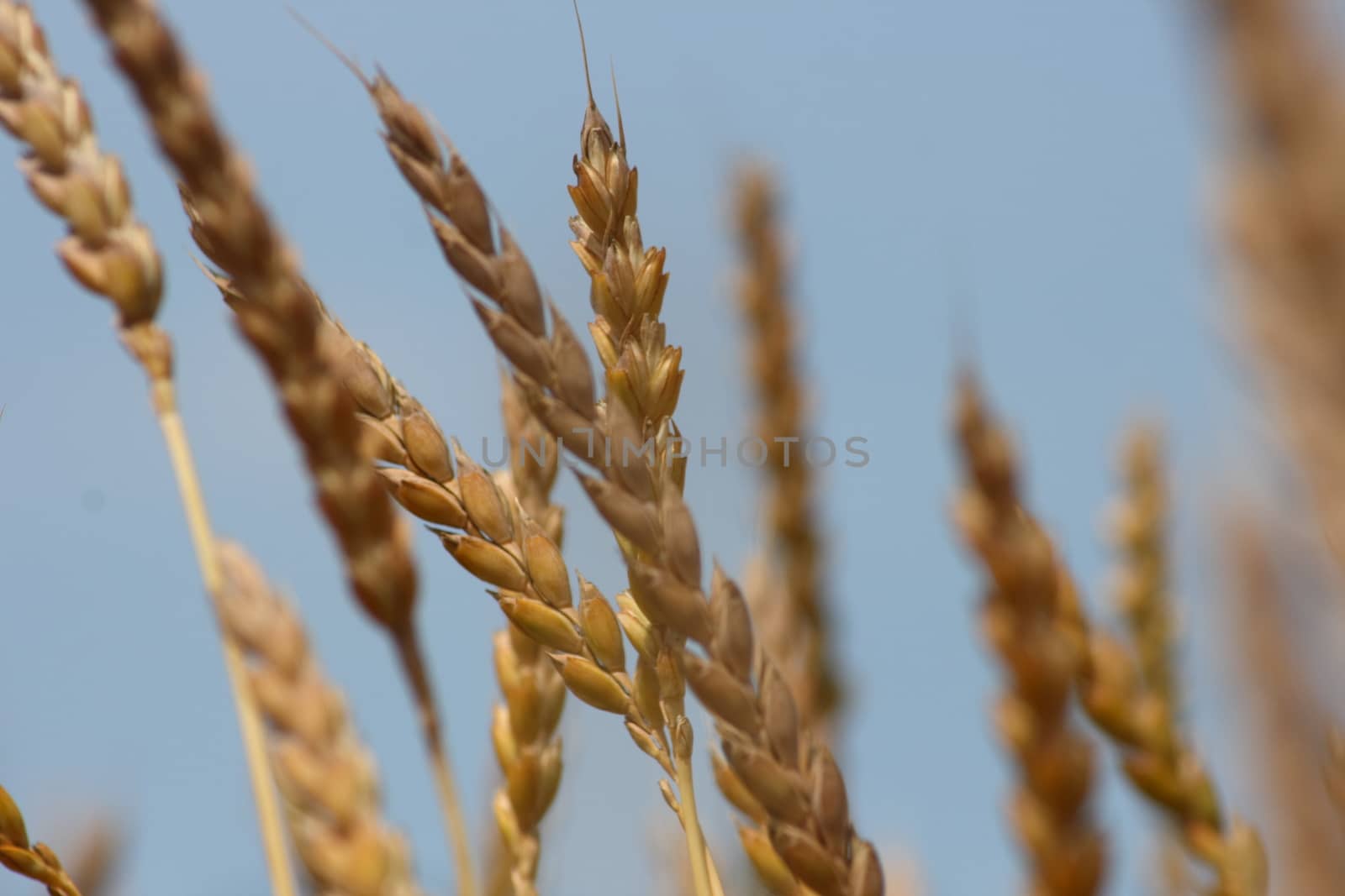 Wheat ears against the blue sky seen