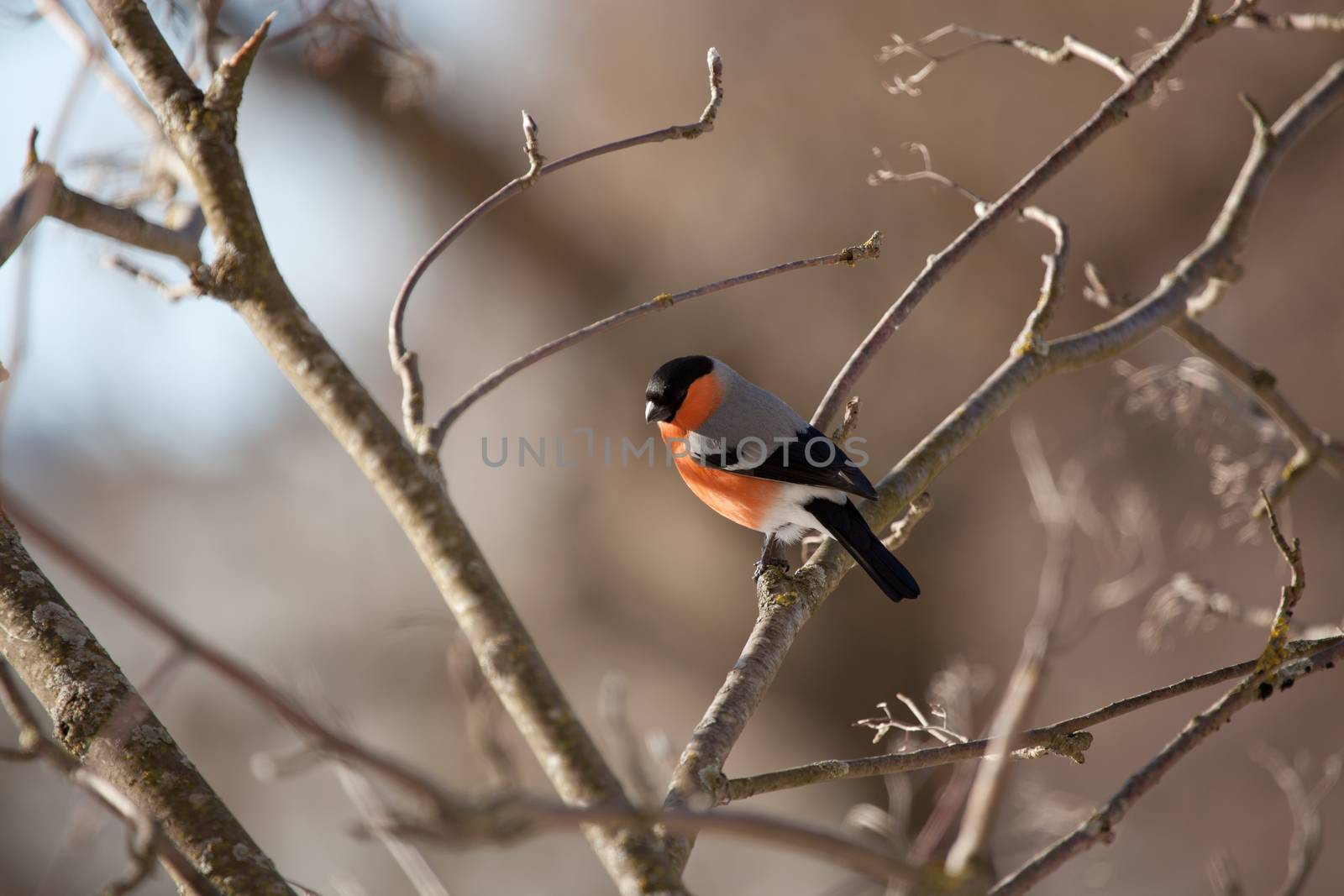 Bird bullfinch a male in tree branches with an indistinct background