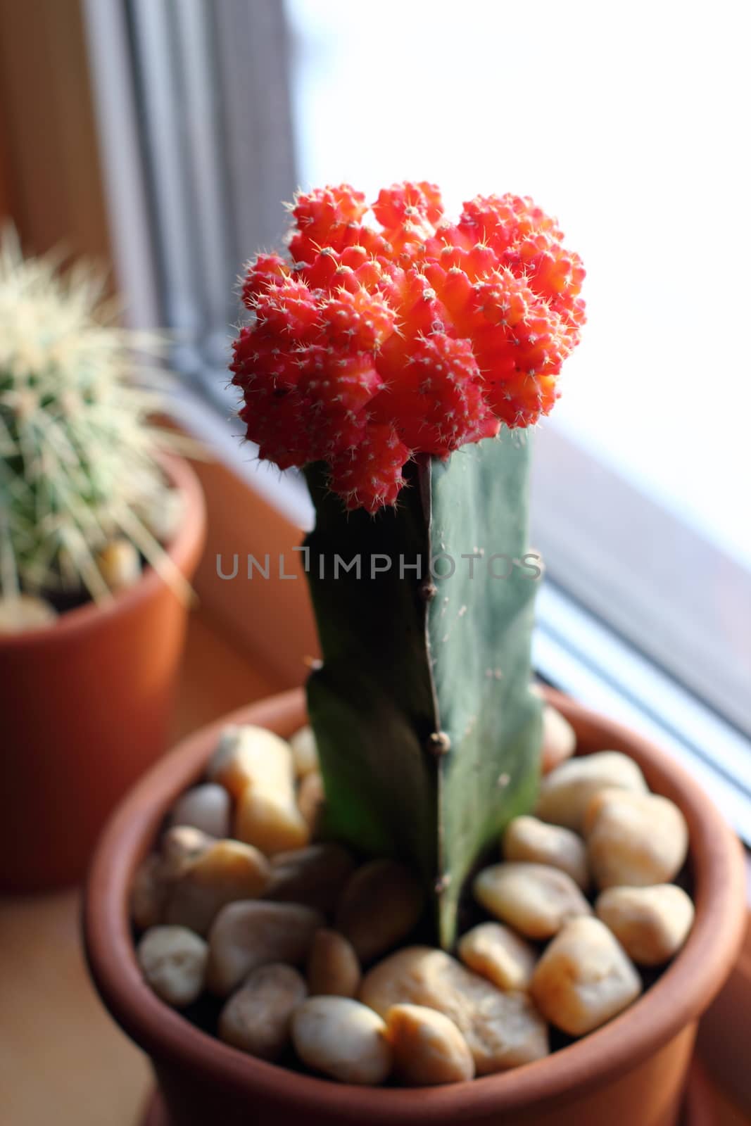 Cactus with red cap by Metanna