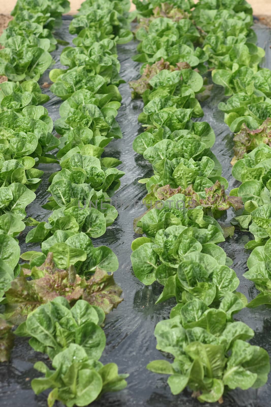 Young lettuce in rows on black film