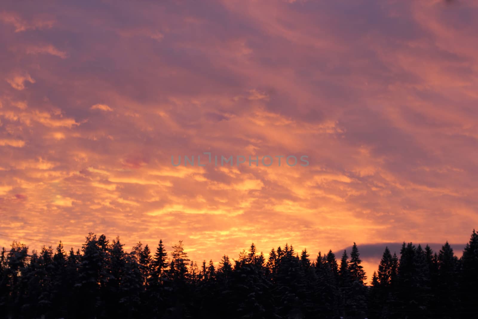 Pink sky over the firs by Metanna