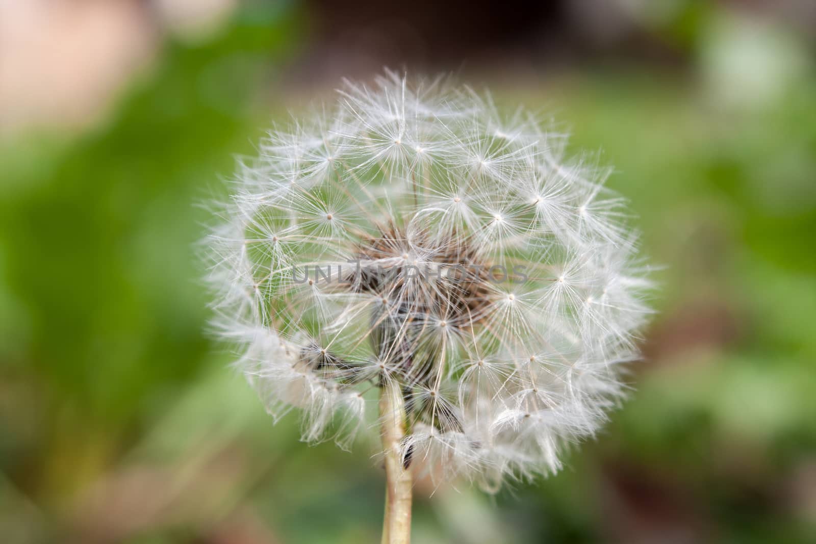 White dandelion as background.