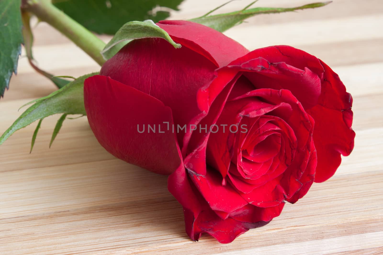 Red rose on the wooden board by zlajaphoto