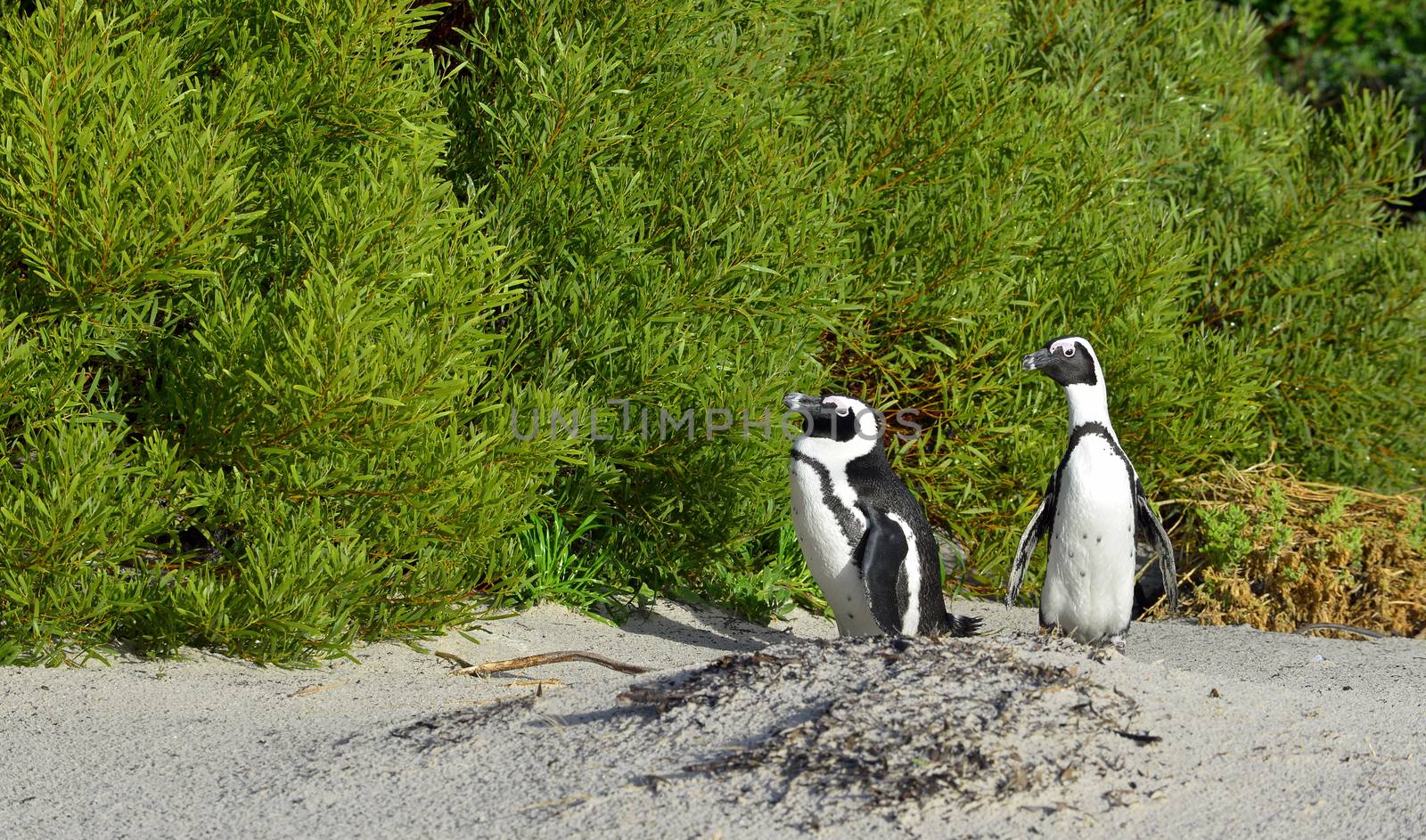 African penguins (spheniscus demersus). South Africa 