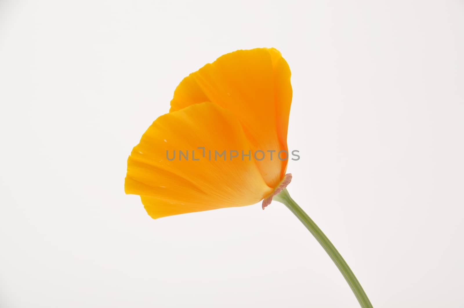 Eschscholzia 