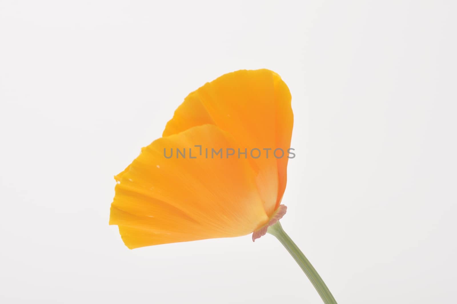 Eschscholzia 