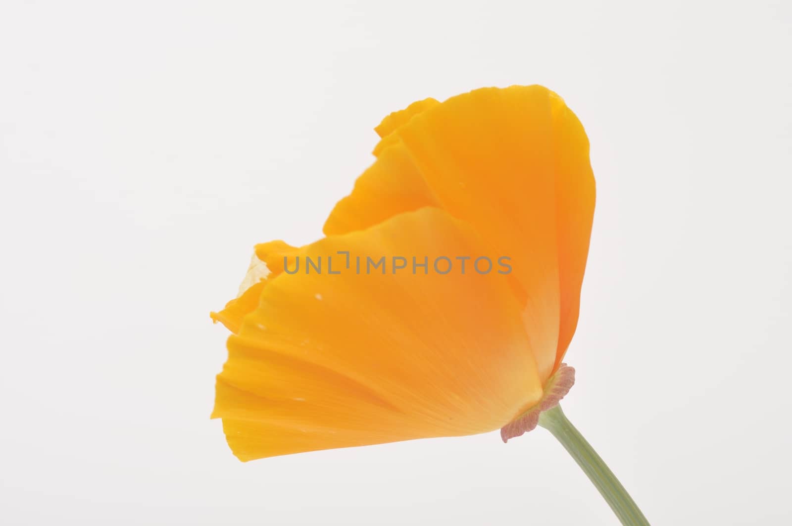 Eschscholzia 