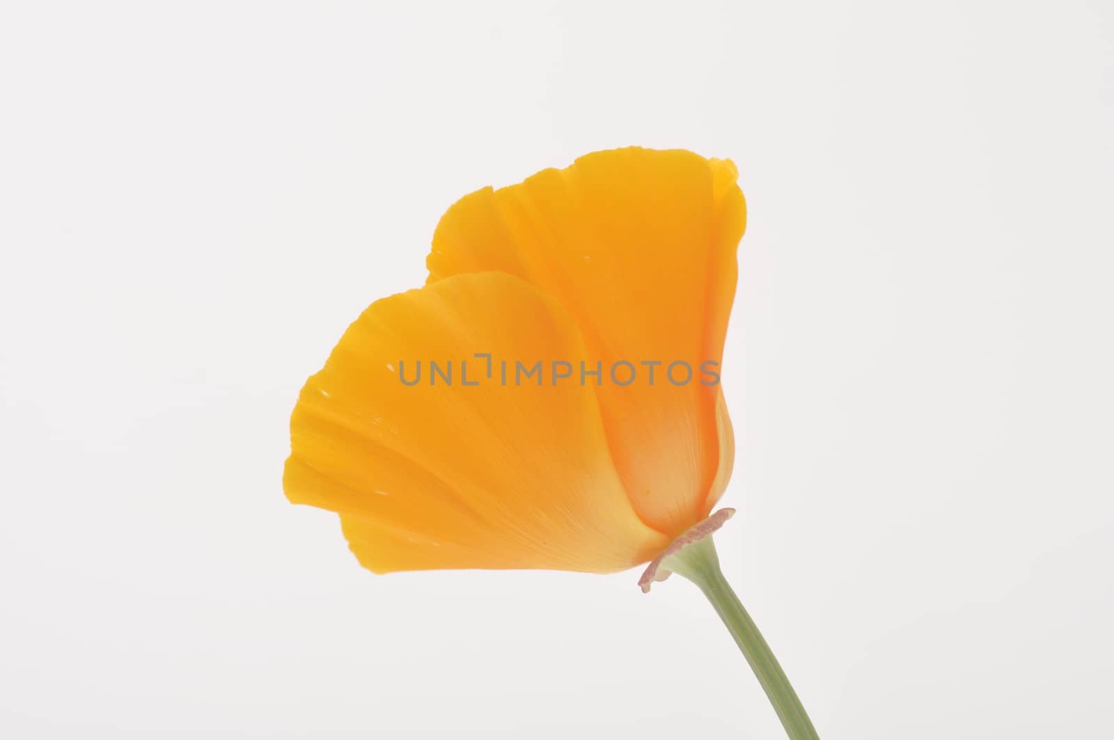 Eschscholzia 
