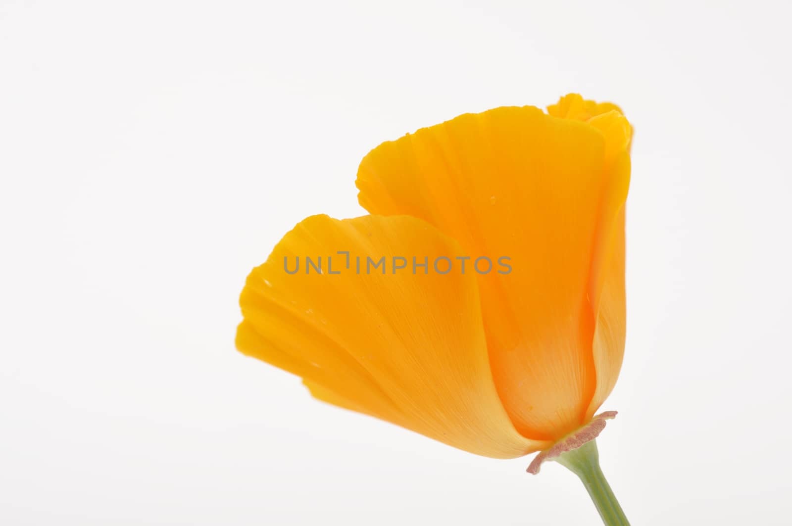 Eschscholzia 