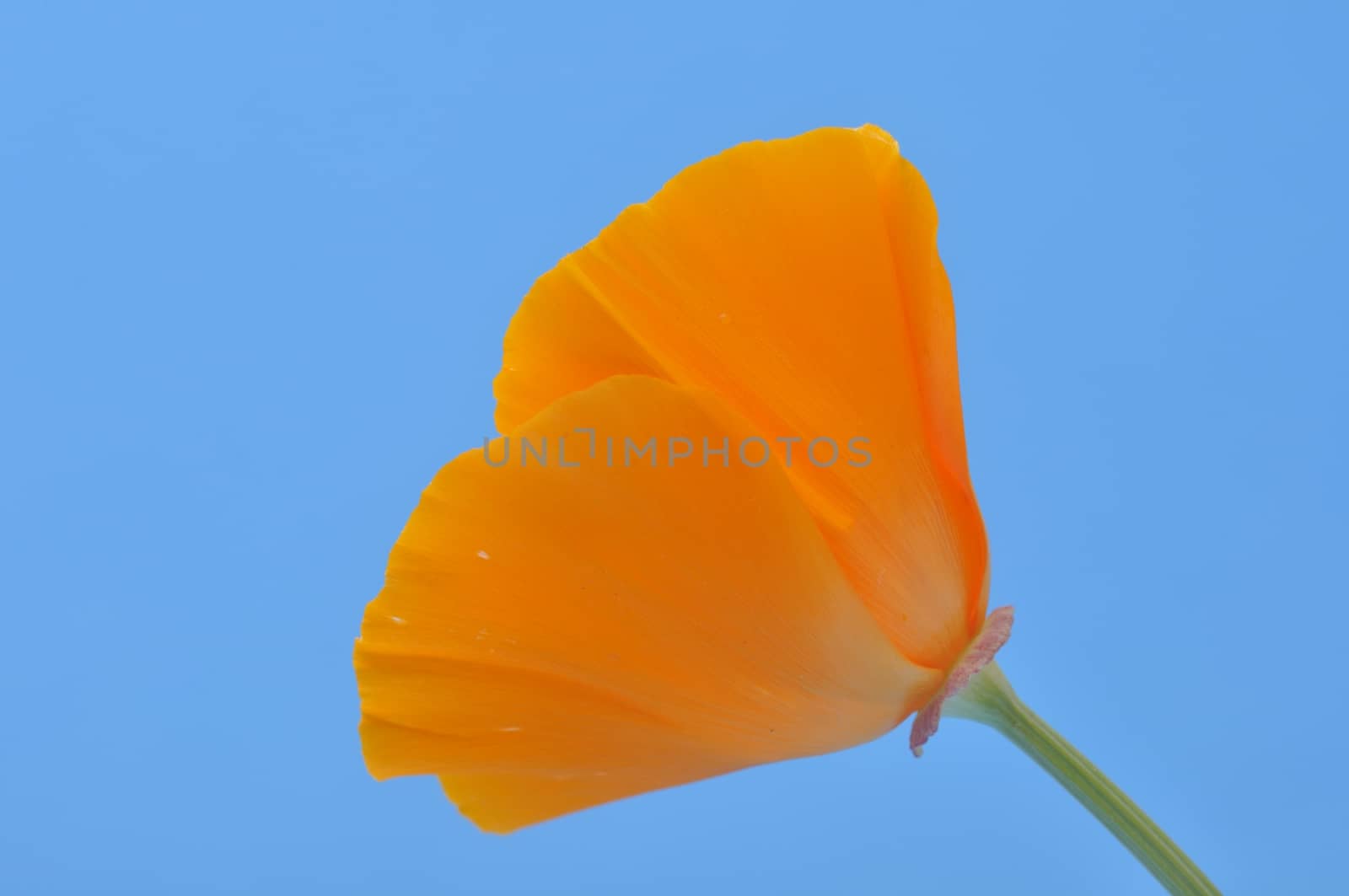 Eschscholzia 