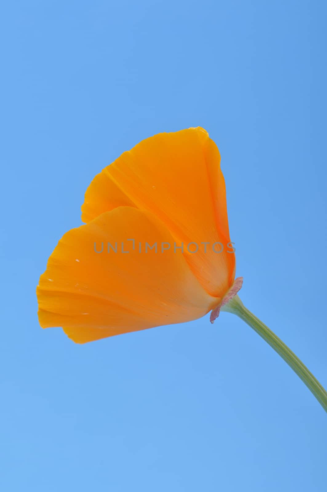 Eschscholzia 