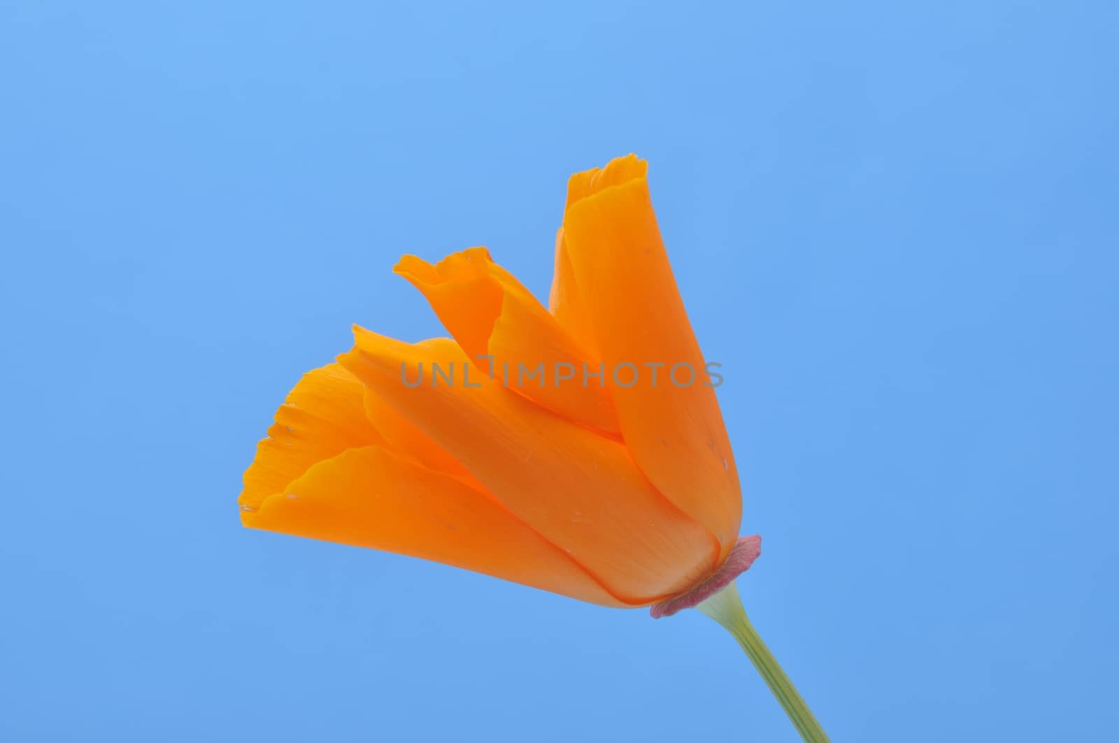 Eschscholzia 