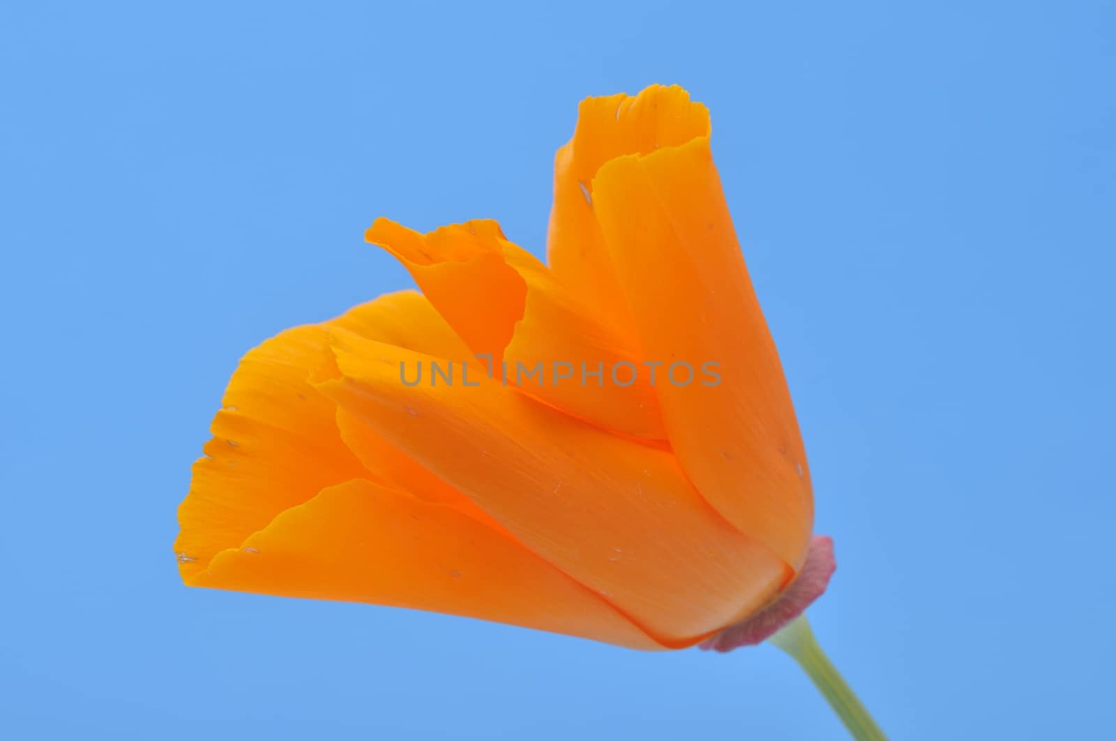 Eschscholzia 