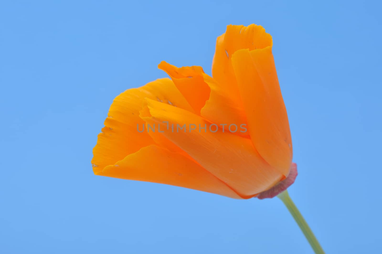 Eschscholzia 