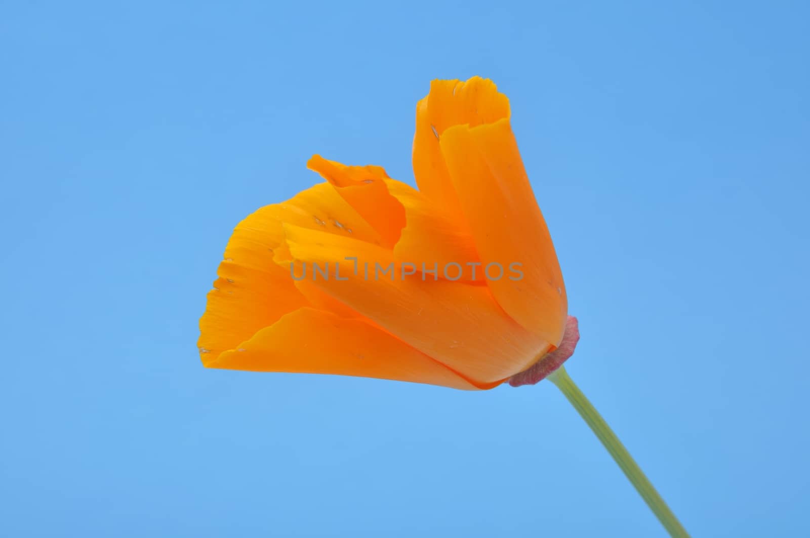 Eschscholzia 