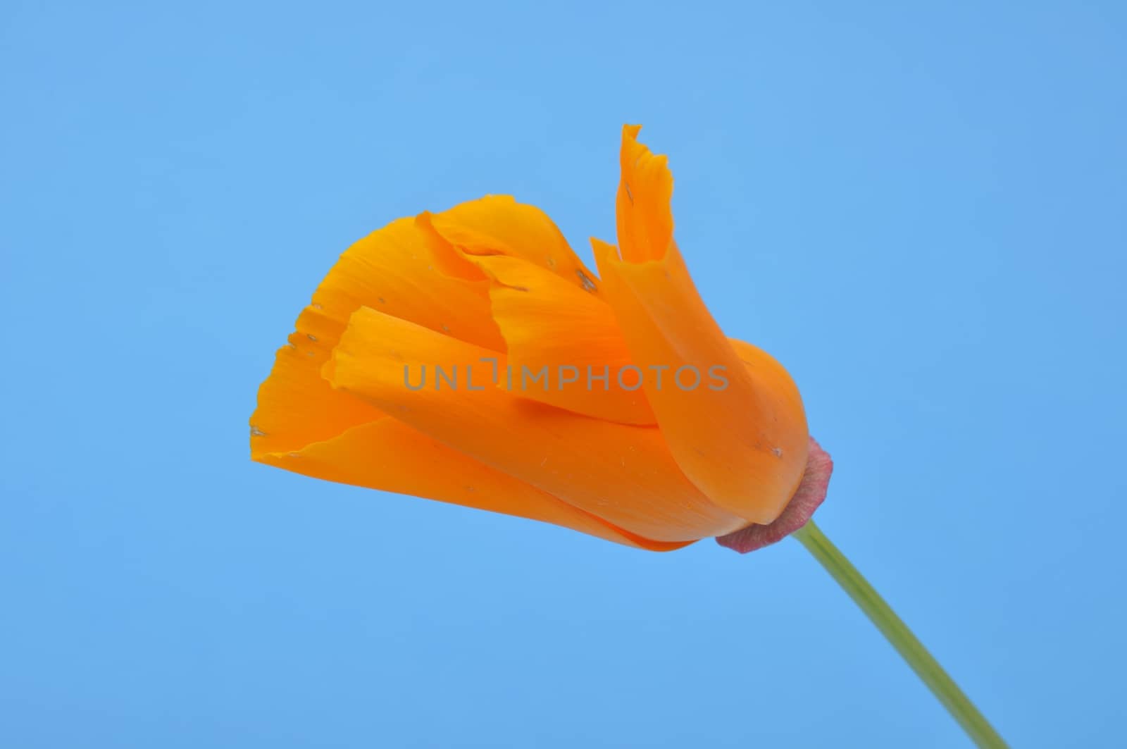 Eschscholzia 