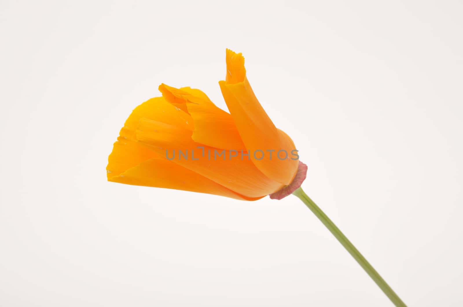 Eschscholzia 