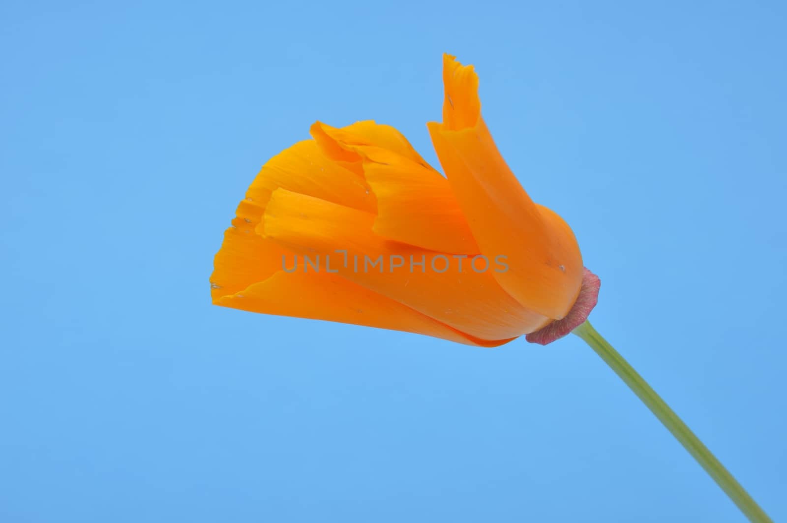 Eschscholzia 