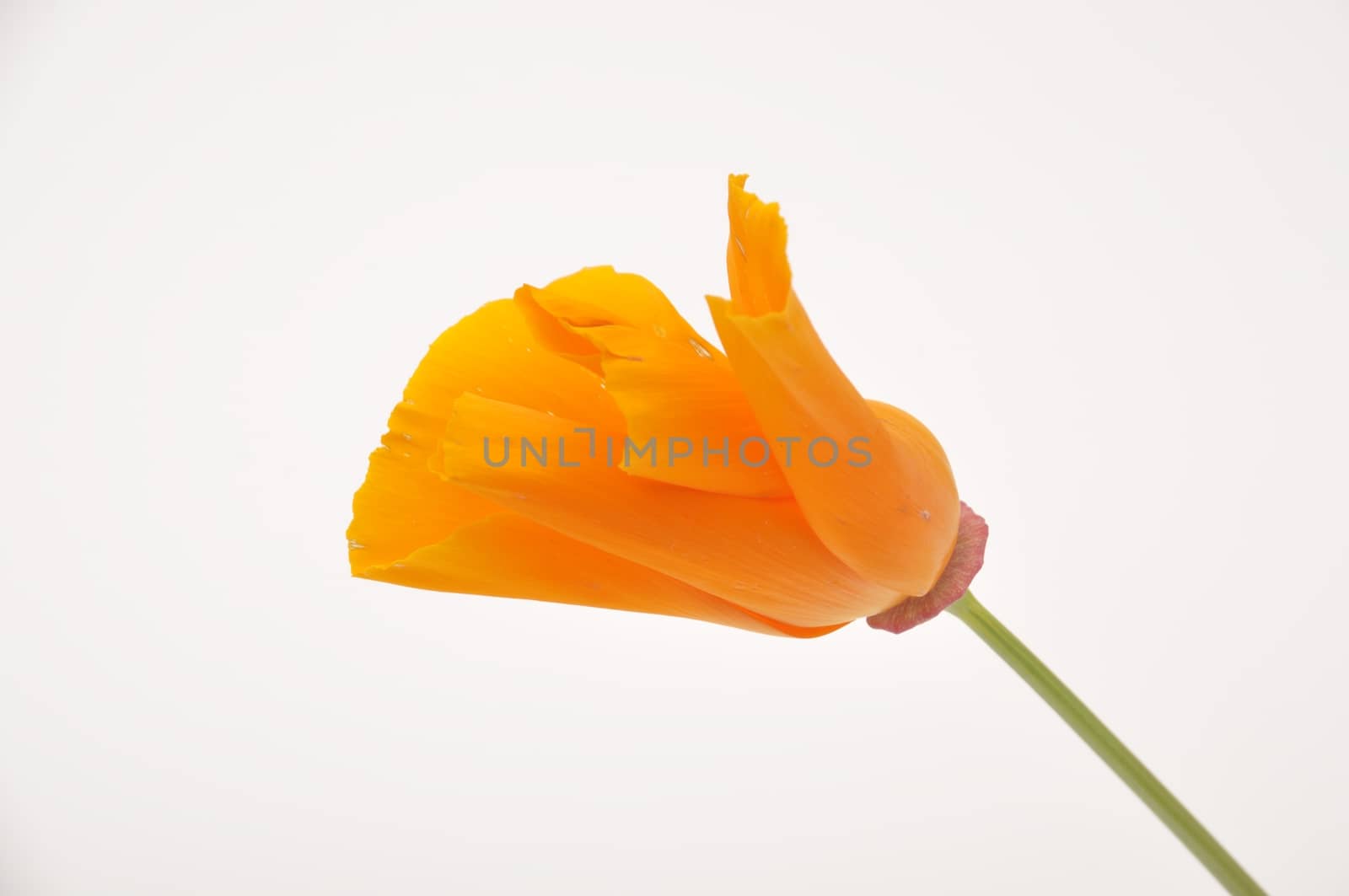 Eschscholzia 
