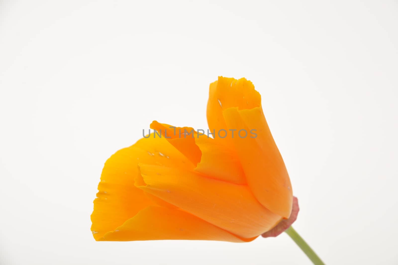 Eschscholzia 