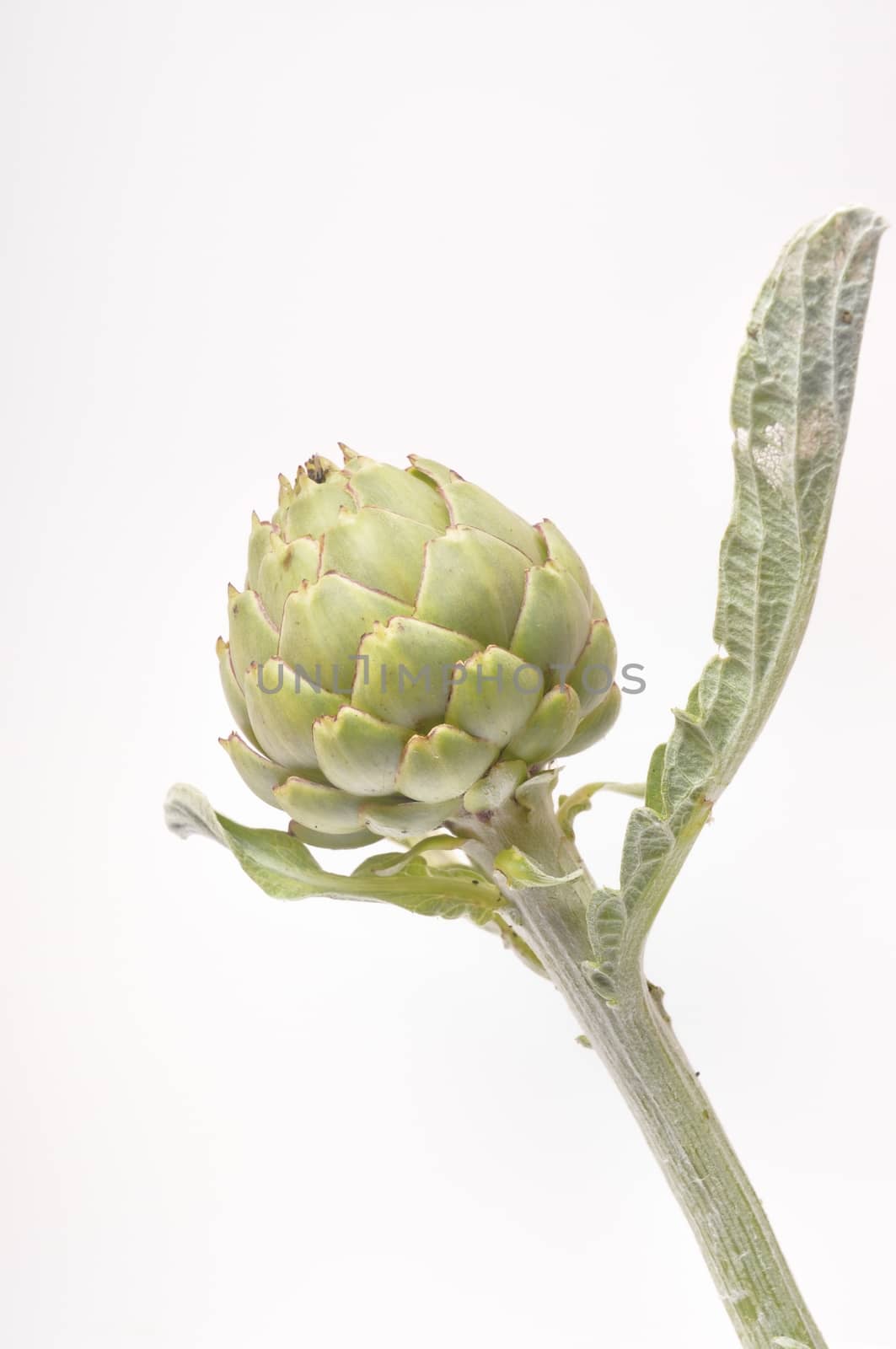A freshy artichoke on white background