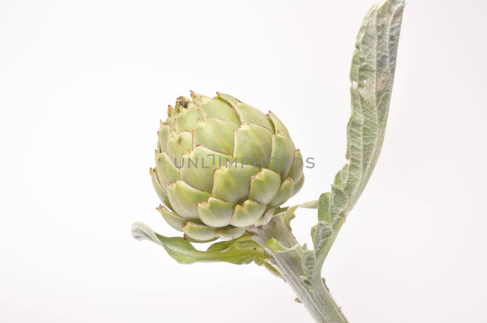 A freshy artichoke on white background